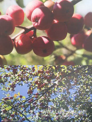 Zhongar Alatau national park. Sievers apple trees