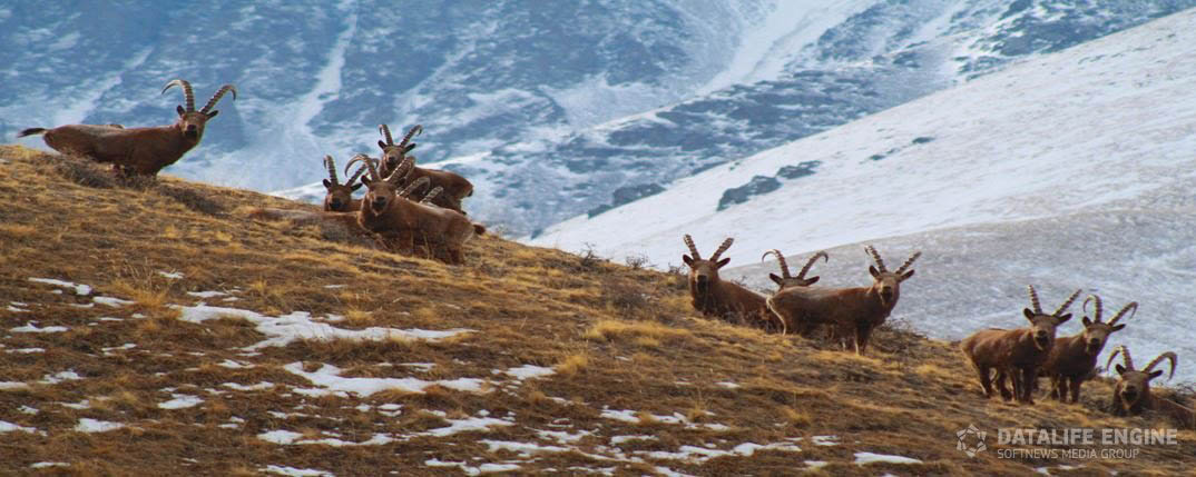 Teks or Sibirian mountain goats
