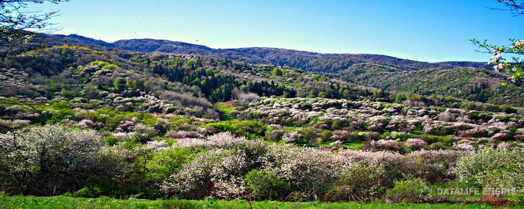 Blossoming sievers apple trees